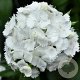 Dianthus arvernensis 'Albus' 20 cm P12