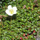 Diapensia lapponica 20 cm P12