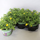 Calibrachoa Noa Yellow 15 cm P12