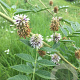 Glycyrrhiza echinata 20 cm P12