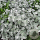 Helichrysum Petiolara Silver 15 cm P9