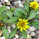 Inula acaulis 20 cm P12