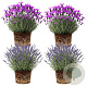 Lavandula int. Gemengd 20 cm op P27