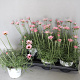 Rhodanthemum Rose 25 cm P14