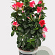 Sundaville 19 cm Rek Rose 70 cm P19