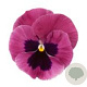 Viola Grootbloeming roze tinten GM P9