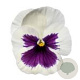 Viola Grootbloeming wit met donker oog GM P9