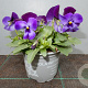viola hybrida kleinbloemig blauw GM P9