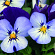 viola hybrida grootbloemig neon violet GM P9