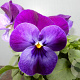 Viola hybride kleinbloemig paars GM P9