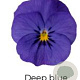 Viola kleinbloemig Donker blauw GM P9