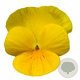 Viola kleinbloemig geel GM P9