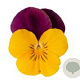 Viola kleinbloemig geel met paarse vleugel GM P9