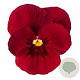 Viola kleinbloemig rood GM P9