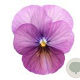 Viola kleinbloemig roze GM P9