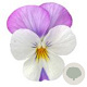 Viola kleinbloemig wit met rose vleugel GM P9