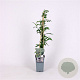 Rubus thibetanus 'Silver Fern' 70 cm 2,0L