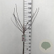 Prunus cistena 80 cm stam 7,5L