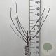Prunus cistena 80 cm stam 7,5L