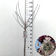 Prunus cistena 80 cm stam 7,5L