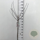 Prunus cistena 80 cm stam 7,5L
