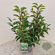 Prunus l. 'Angustifolia' 40-45 cm 3,0L