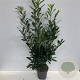 Prunus l. 'Caucasica' 125-150 cm 12L