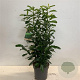 Prunus l. Genolia 100-125 cm 12L