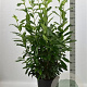 Prunus l. Genolia 100-125 cm 12L