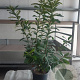 Prunus l. 'Novita' 125-150 cm 15L
