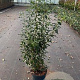 Prunus lusitanica 'Angustifolia' 70-80 cm 10L