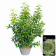 Prunus lusitanica 'Angustifolia' 70-80 cm 10L