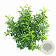 Prunus lusitanica 'Angustifolia' 70-80 cm 10L