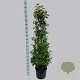 Prunus lusitanica 'Angustifolia' 150-175 cm 20L