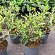 Prunus lusitanica 'Variegata' 25-30 cm 3,0L