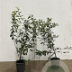 Prunus spinosa 60-80 cm 2,5L