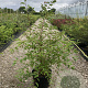 Prunus 'The Bride' 125-150 cm 15L