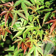 Acer pal. 'Kogane-nishiki' 200-250 cm draadkluit solitair