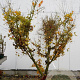 Acer palmatum 200-250 cm draadkluit solitair