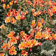 Alstroemeria Indian Summer GM P17