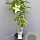Brugmansia suaveolens 90 cm 5,0L stam