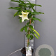 Brugmansia suaveolens 90 cm 5,0L stam