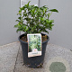 Cestrum nocturnum gm 4,0L