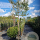 Elaeagnus ebbingei 180 cm stam container 25-30 lei 180x180