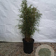 Fargesia robusta 'Campbell' 100-125 cm 15L