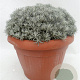 Helichrysum italicum GM 30L