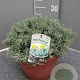 Helichrysum italicum GM C5