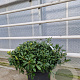 Pittosporum tob. 'Nanum' GM 45L