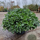 Pittosporum tob. 'Nanum' GM 45L