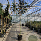 Prunus l. 'Caucasica' 10-12 cm container LEIVORM 200 cm stam